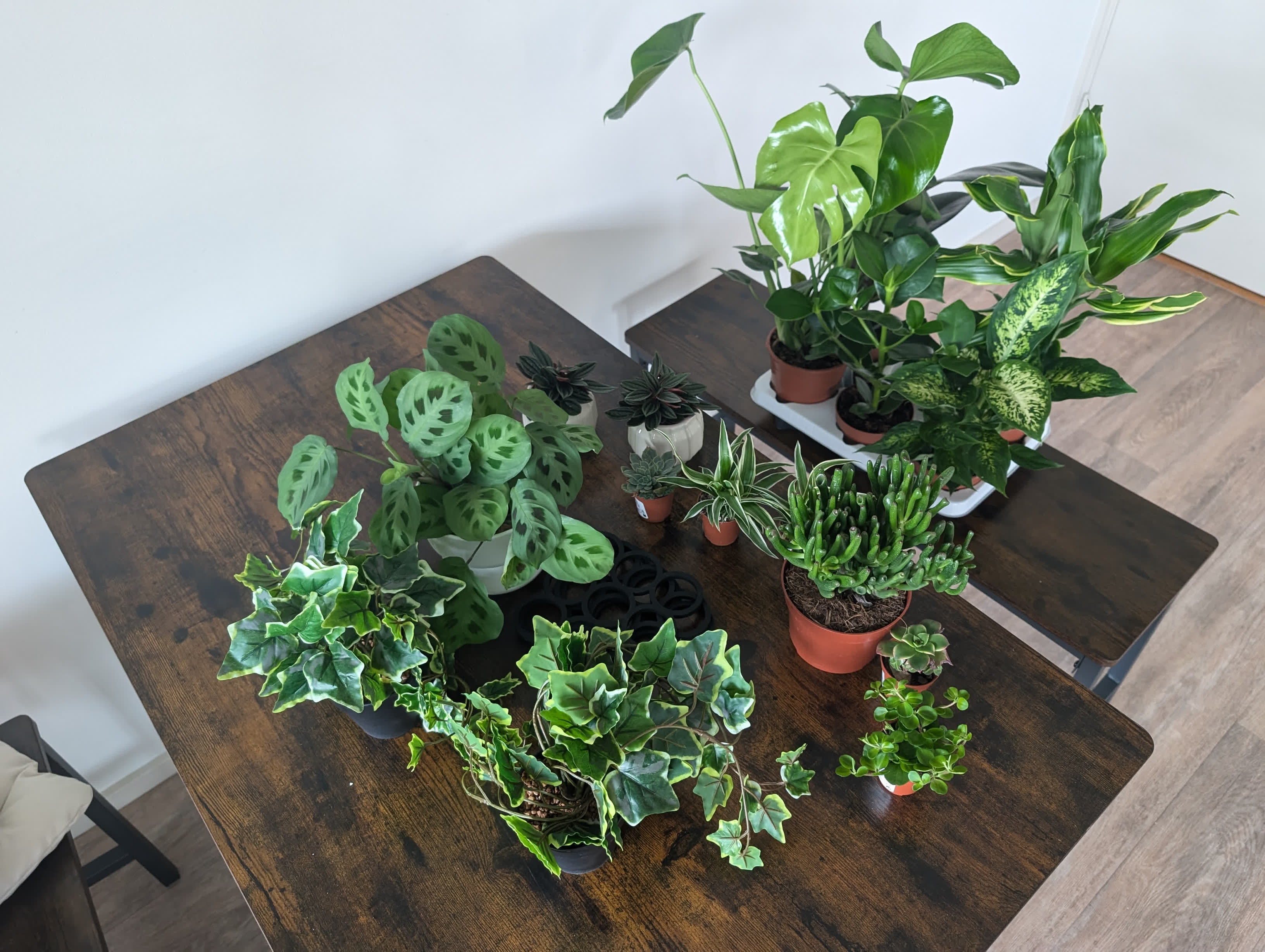 a bunch of new plants